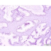 Tissue Control Slide